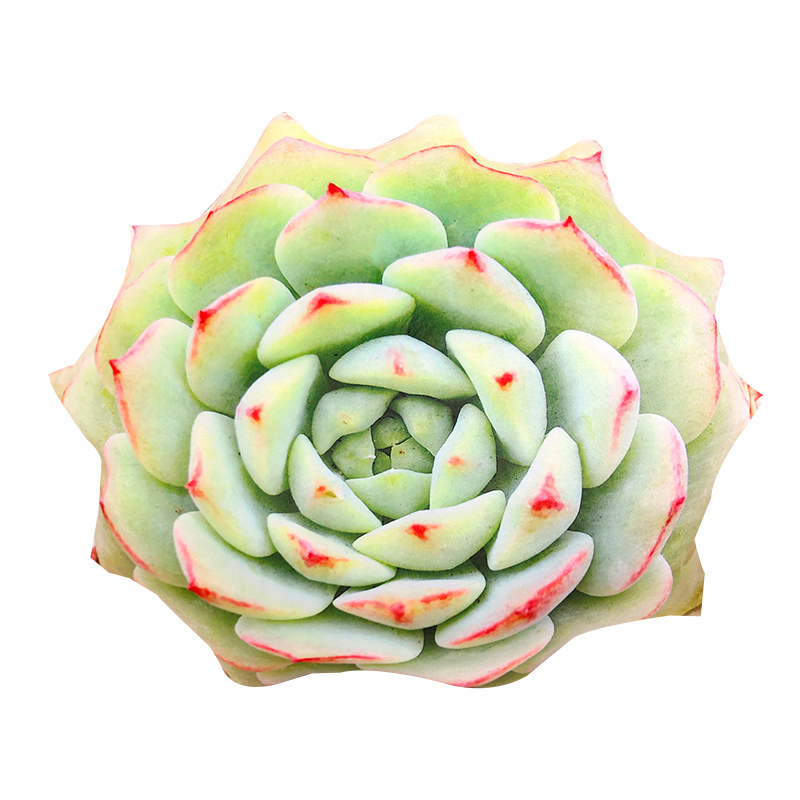 大きな3Dプリントのシミュレートされた多肉植物,サボテンのぬ - 3D Printing With Pp のレビューと価格